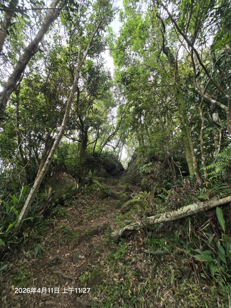 2026-04-11微笑山線：【二格山系】筆架連峰段3034595