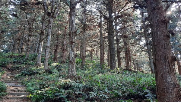 《台中》水晶蘭再現｜鳶嘴西稜線長壽山醜崠山二連峰來回202203201648941