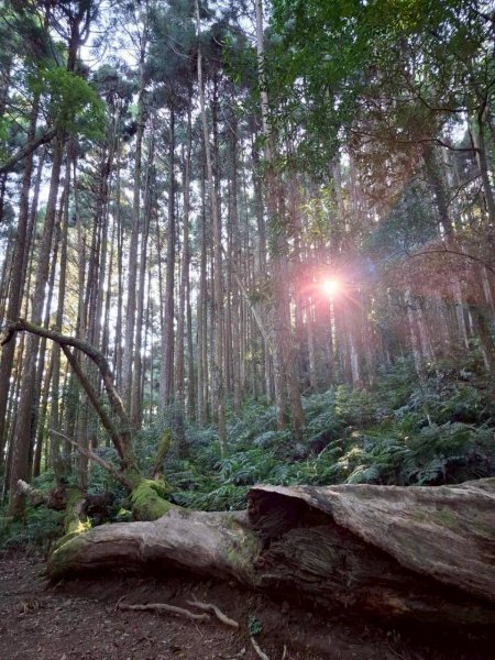 🌈11/9(日)高島縱走~高台山連走島田山山徑✨FB：熊熊趴爬走🌈2932484