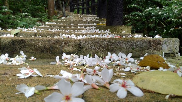 高峰植物園684205