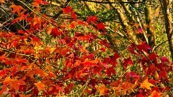 #花卉試驗中心 #永公路500巷 #平菁街42巷 #原住民公園 #士林官邸 1/42980384