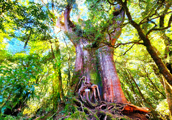 【中級山縱走】羅馬縱走，走進夢幻的童話森林世界