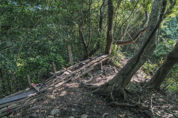 觀音山(北橫古道)1542380