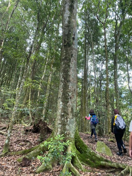 谷關七雄老大 八仙山2189710