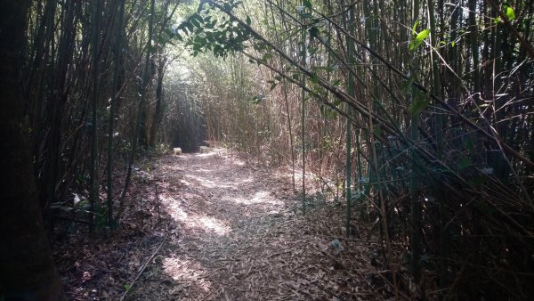 出關古道關刀山步道1584804