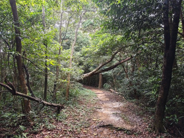 [皮皮獅動物派對-03/10] 2026_0822 石光古道(老虎山步道)3120807