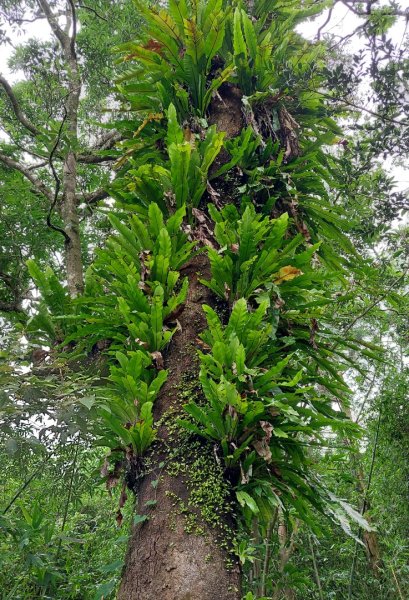 石碇 O 型縱走大崙古道・崩山大崙・華梵大學・熱腸古道・磨石坑山2803276