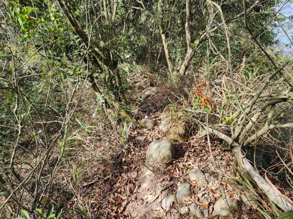 20230416大坑步道2~5+石苓湖山2175625