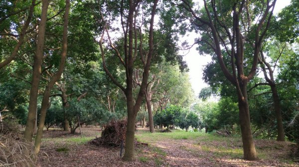 嘉義 番路 頂坑山1487591