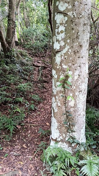 20250531 新竹關西 赤柯山及東獅頭山 O型2801088