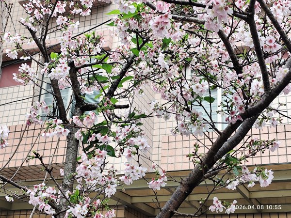 行天宮北投分宮、忠義福慈宮、內湖大港墘公園3038215