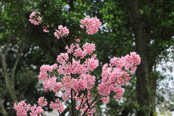 20160405~北投公園33975