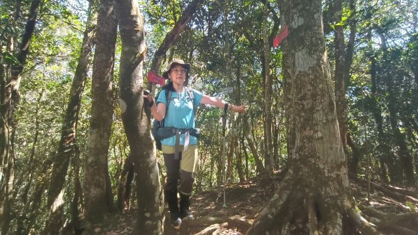 外鳥嘴蓮包山O縱2893181