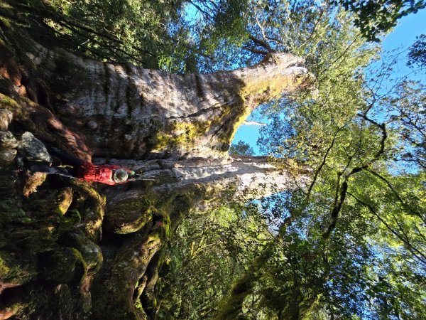 郡大林道19k之郡大神木群二刷～雲海滿出來～2451882