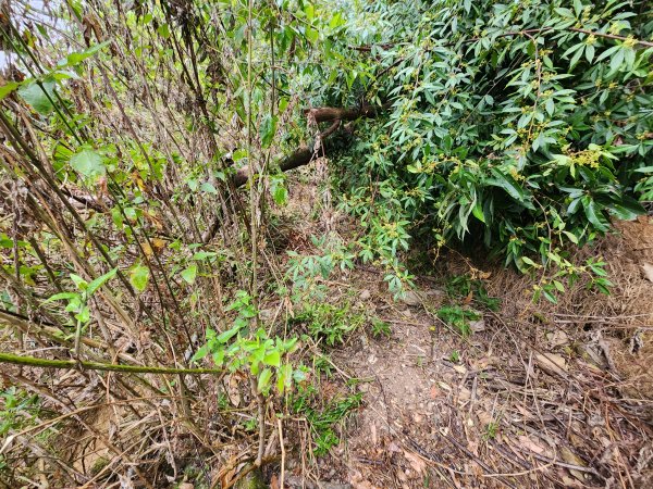 20260220板子寮山舊武界越山橫屏山O型3011635