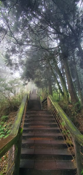 2023-11-25溪頭鳳凰山步道2361025