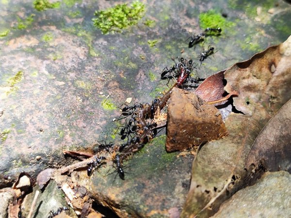 淡蘭北2+1逆走二刷2772772