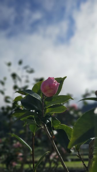 【馬年走馬山，馬到就成功！】🐴馬年馬路要走，馬那邦🏔️也要登！O繞11K，爬升900M，🥾腿在2977203