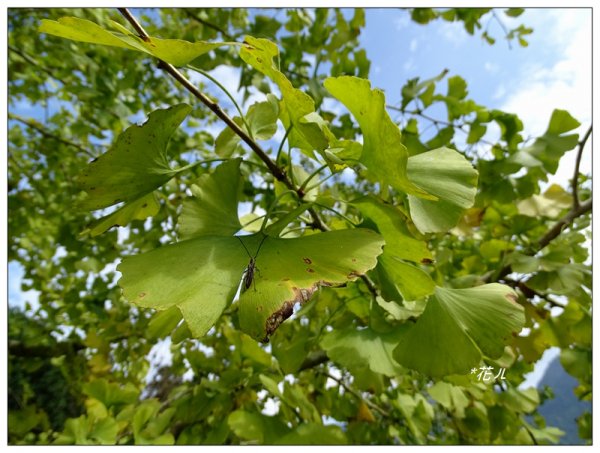 溪頭/山芙蓉之旅712614