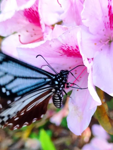 血籐大亂鬥3015535