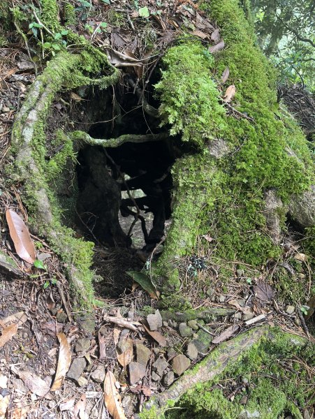 2025_0622 霞喀羅大山2819209