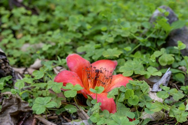 礁溪 五峰旗-跑馬古道3029599