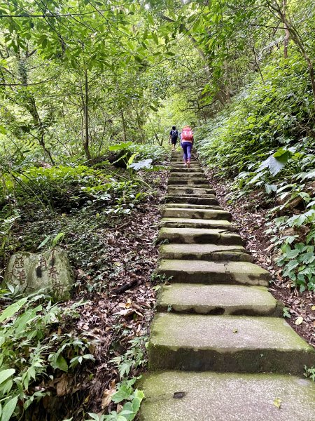 《陽明山的山林片刻｜沿著青春嶺路走向山野的綠意》2939230