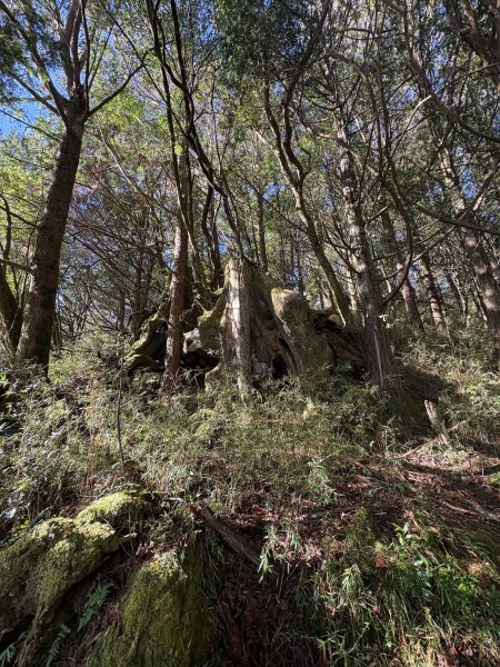 20251225塔山步道(大塔山)2970354