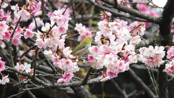 中正紀念堂-花鳥&大屯山雲海（山嵐）2/12703296