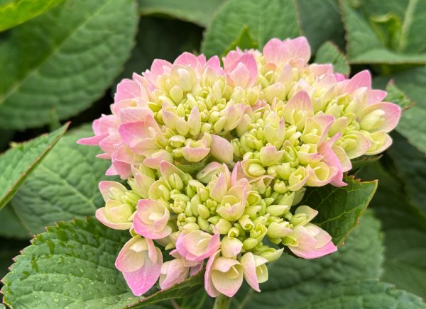 清泉 雪霸農場 野馬瞰山2925929