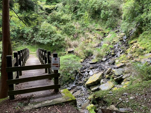 新竹 五峰 觀霧國家森林遊樂區 蜜月小徑+檜山巨木群步道2811455