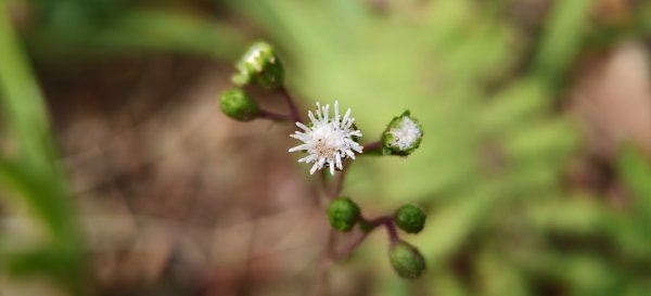 2025/10/26_馬胎古道2925720