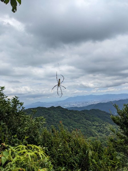 20230715 白雞三山 (鹿窟尖山-雞罩山-白雞山)，高CP好吃的食三麵屋2219297