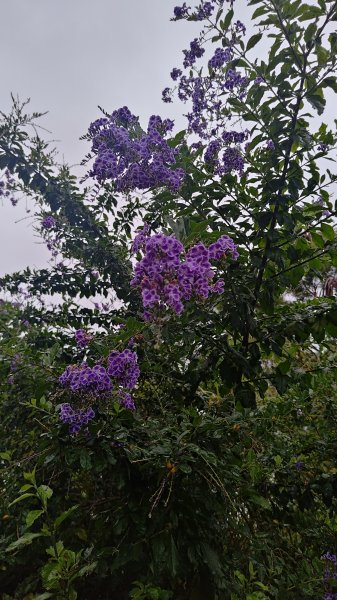 台東鯉魚山3017911