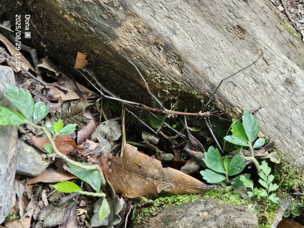 小百岳三角崙山(東南峰)全紀錄2879909