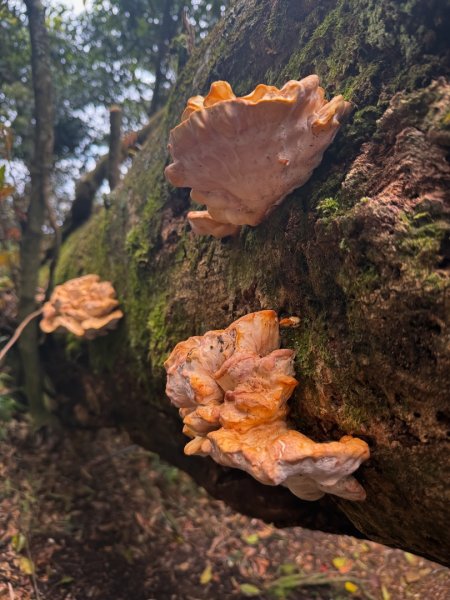 鵝公髻山-迷霧森林2768517