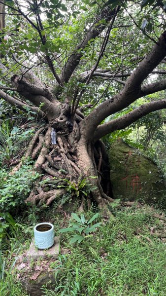 微笑山線_樹鶯縱走2852890