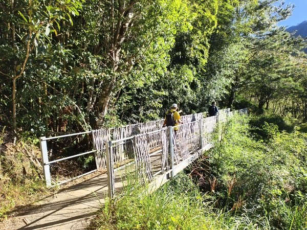 [皮皮獅探險隊-11/10] 2025_1010 隱藏任務–司馬庫斯神木群步道2912317