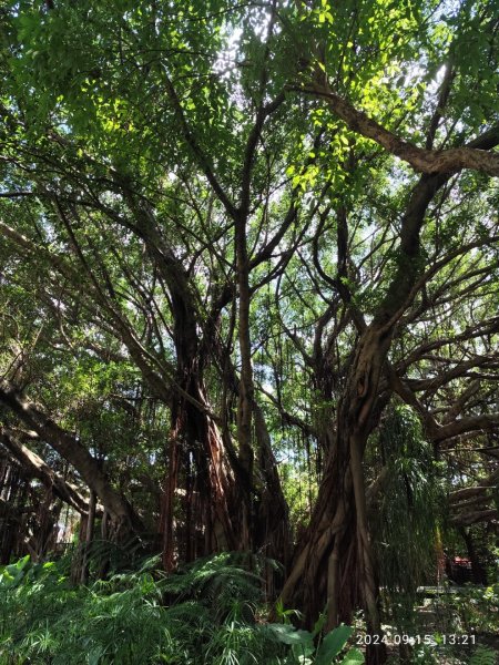 大安森林公園、劍潭公園、大港墘公園【走路趣尋寶】【臺北健走趣】2594679