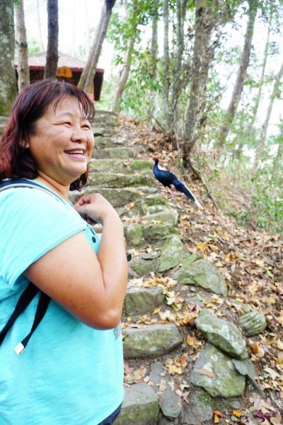 八仙山國家森林遊樂區527128