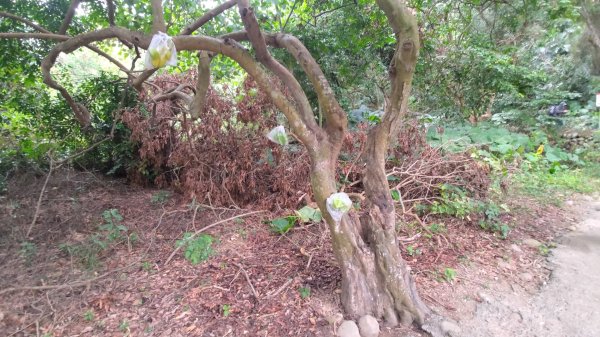 內樹尾、田中**山2708935