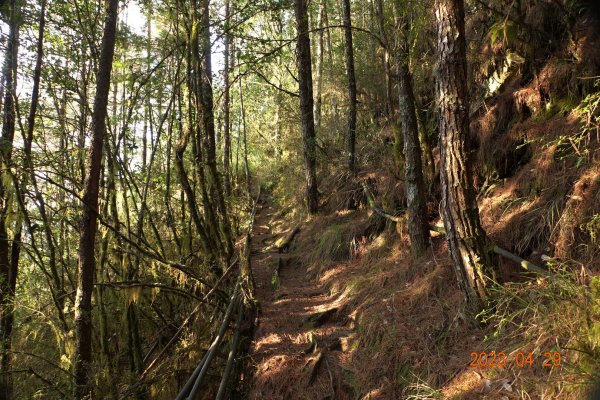 南投 仁愛 武法奈尾山2133727