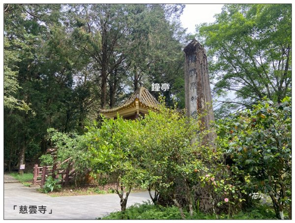 阿里山慈雲寺の紫藤2782141