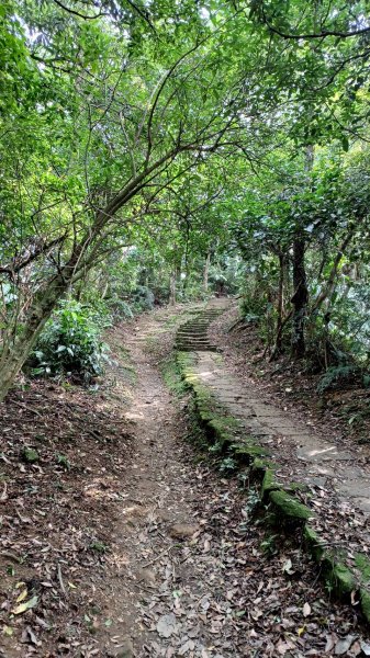 賞桐秘境(石門路-天上山)2135913