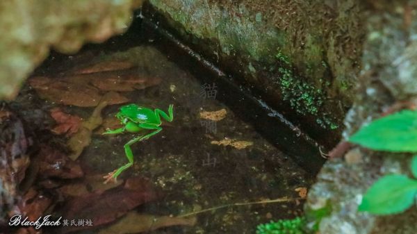 貓囒山的莫氏樹蛙293001