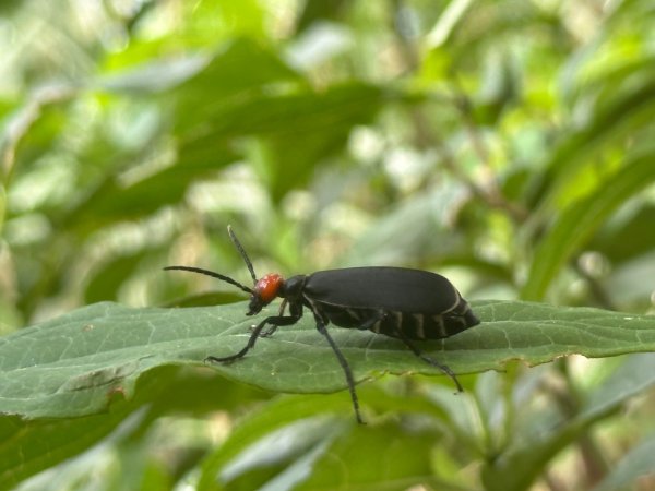 苗栗縣獅潭鄉鳴鳳古道O型縱走2802502