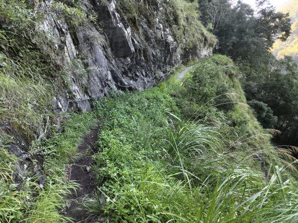 [玉山尋寶任務-07/12] 2025_0824 八通關雲龍瀑布步道2870530