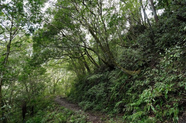 新北 烏來 大保克山、多望來山2727407
