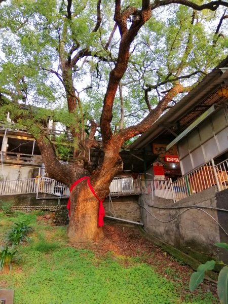 散步賞景。編號46小百岳~阿罩霧山752809