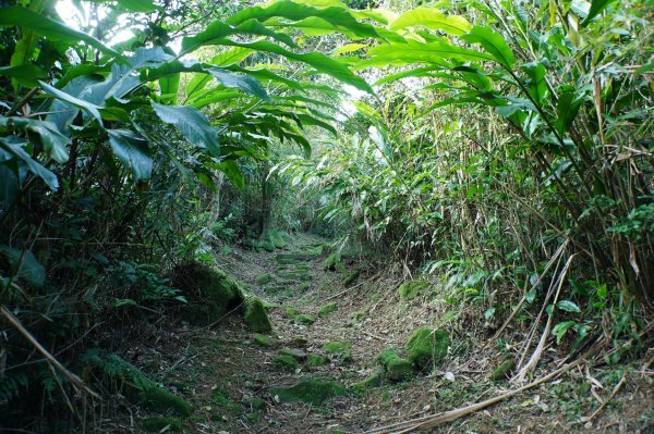 新北 貢寮 大石壁坑山、五酒桶山、龍崗山2980860